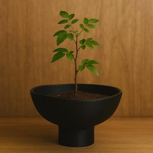 May include: A young green plant with multiple leaves grows from dark soil in a black, pedestal-style ceramic pot. The pot has a wide, rounded bowl shape and a short, cylindrical base. The background is a warm, wood-toned surface.