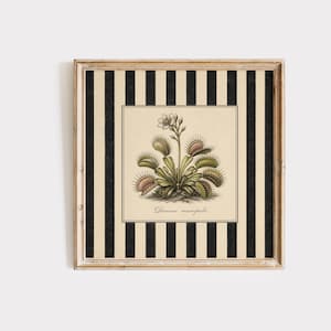 Könnte beinhalten: Gerahmter botanischer Druck mit einer Illustration der Venusfliegenfalle. Das Kunstwerk ist vor einem schwarz-cremefarbenen gestreiften Hintergrund in einem Holzrahmen angeordnet. Der Druck enthält den wissenschaftlichen Namen 'Dionaea muscipula'.