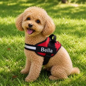 Puede incluir: Un perro pequeño, de color marrón claro, con un arnés rojo. El arnés tiene una correa negra con el nombre "Bella" en letras blancas. El perro está sentado sobre hierba verde.