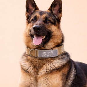 May include: A German Shepherd dog wearing a tan tactical-style collar with a rectangular identification patch. The patch features the name Randi and the phone number 0987-666-321 printed in white text on a grey background with a metal D-ring.