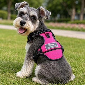 May include: A gray and white Schnauzer dog wearing a bright pink harness with a black trim. The harness has a name tag that reads "Daisy" and a phone number. The dog is sitting on green grass.