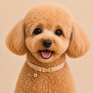 Collier personnalisé style français pour chien avec clochette et nœud papillon, collier élégant pour chiot de style princesse, collier personnalisé pour petits chiens et chats, collier à clochette pour chiot