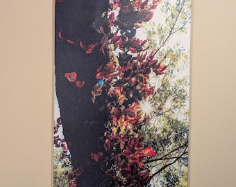 Missouri Tree, Fall Closeup • 24 x 36 Gallery Canvas