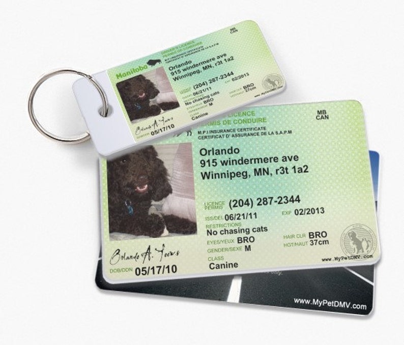 Canada Manitoba Pet Drivers License ID Tags Complete Set Etsy