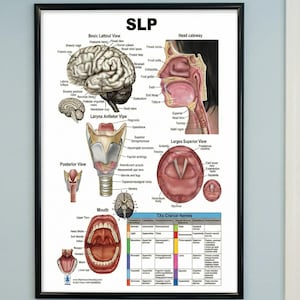 May include: Anatomy poster of the human head and neck, featuring detailed anatomical diagrams. The chart includes illustrations of the brain, larynx, mouth, and cranial nerves, framed in black.