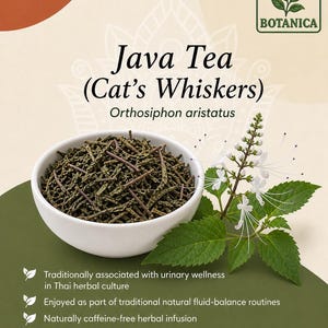 K&ouml;nnte beinhalten: Eine wei&szlig;e Schale gef&uuml;llt mit getrockneten dunkelgr&uuml;nen Java-Teebl&auml;ttern, beschriftet als Cat's Whiskers oder Orthosiphon aristatus. Neben der Schale steht eine gr&uuml;ne Pflanze mit wei&szlig;en Bl&uuml;ten. Der Text Green Botanica steht oben rechts auf beigem Grund.