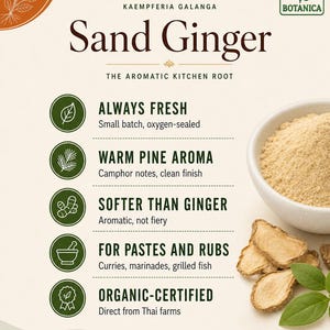 Op de afbeelding: Een informatieve productkaart voor Sand Ginger, Kaempferia Galanga, van Green Botanica. Het bevat een kom met beige poeder, gesneden gemberwortels en groene bladeren. Teksthoogtepunten zijn onder meer Always Fresh, Warm Pine Aroma en Organic-Certified.