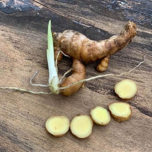 Curcuma Aromatica Powder – Wild Turmeric (Kasturi Manjal) – Natural Golden Seasoning image 9