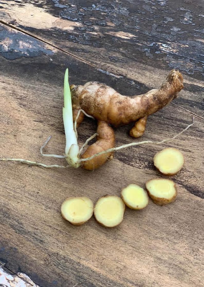 Curcuma Aromatica Powder – Wild Turmeric (Kasturi Manjal) – Natural Golden Seasoning image 9