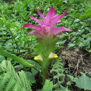 May include: A striking pink flower with pointed petals, growing from a green stem with yellow details. The flower is set amidst verdant green foliage, including ferns and other plants, creating a natural outdoor scene.