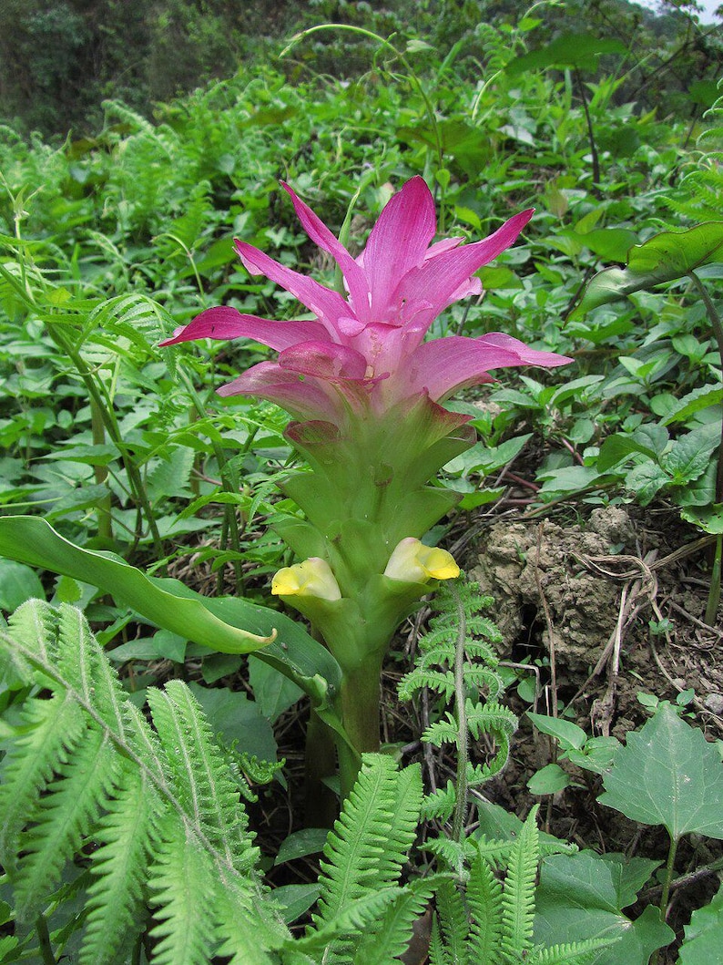 May include: A striking pink flower with pointed petals, growing from a green stem with yellow details. The flower is set amidst verdant green foliage, including ferns and other plants, creating a natural outdoor scene.