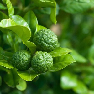 May include: Close-up of green kaffir limes on a tree branch with vibrant green leaves. The limes have a textured surface and are surrounded by lush foliage. The image highlights the fresh, natural appearance of the citrus fruit.