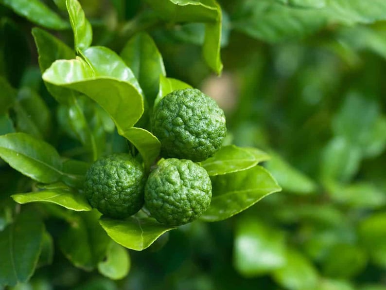 May include: Close-up of green kaffir limes on a tree branch with vibrant green leaves. The limes have a textured surface and are surrounded by lush foliage. The image highlights the fresh, natural appearance of the citrus fruit.