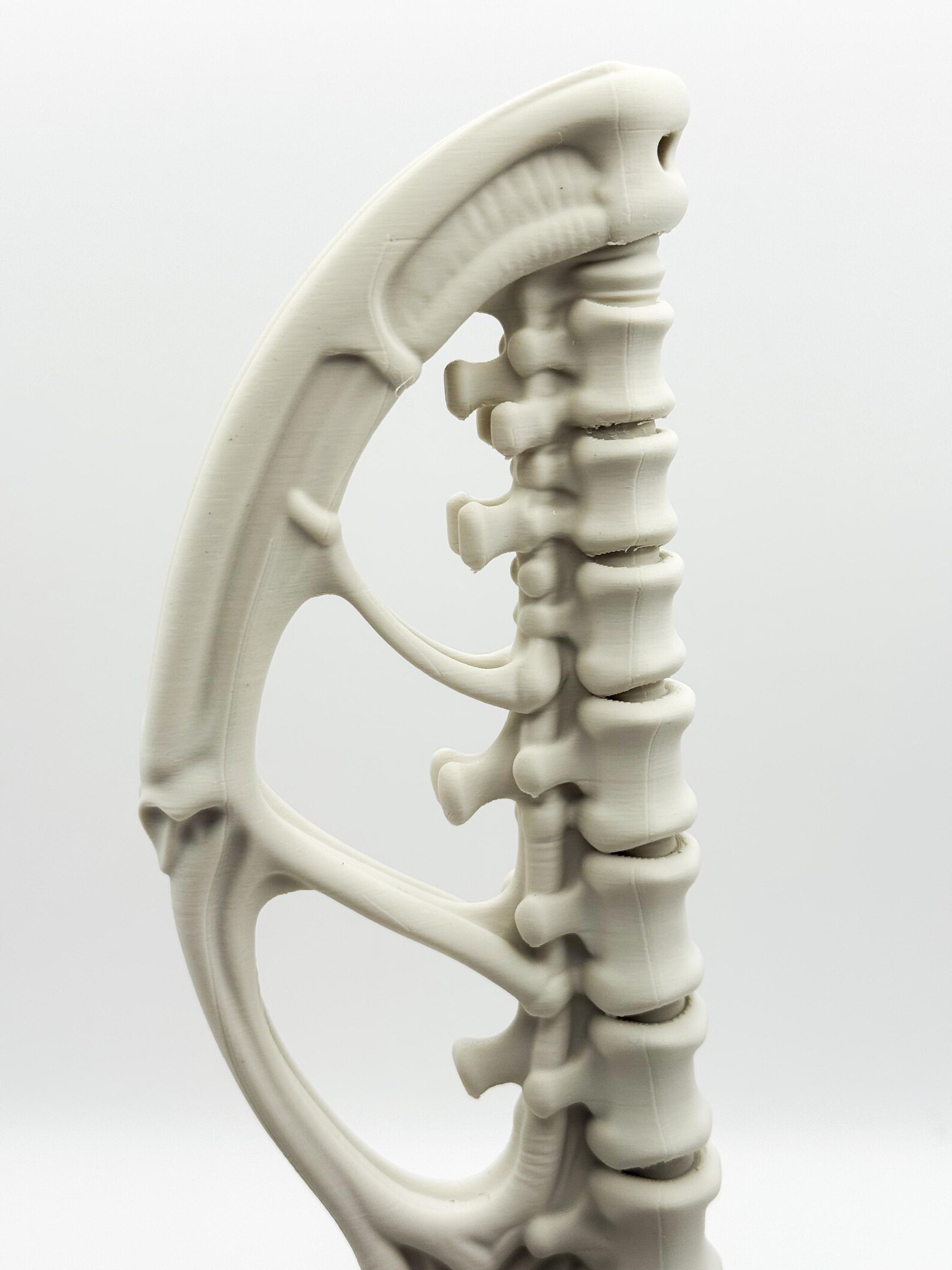 Spine Bookend, Anatomical Vertebra Book Holder thumbnail 8