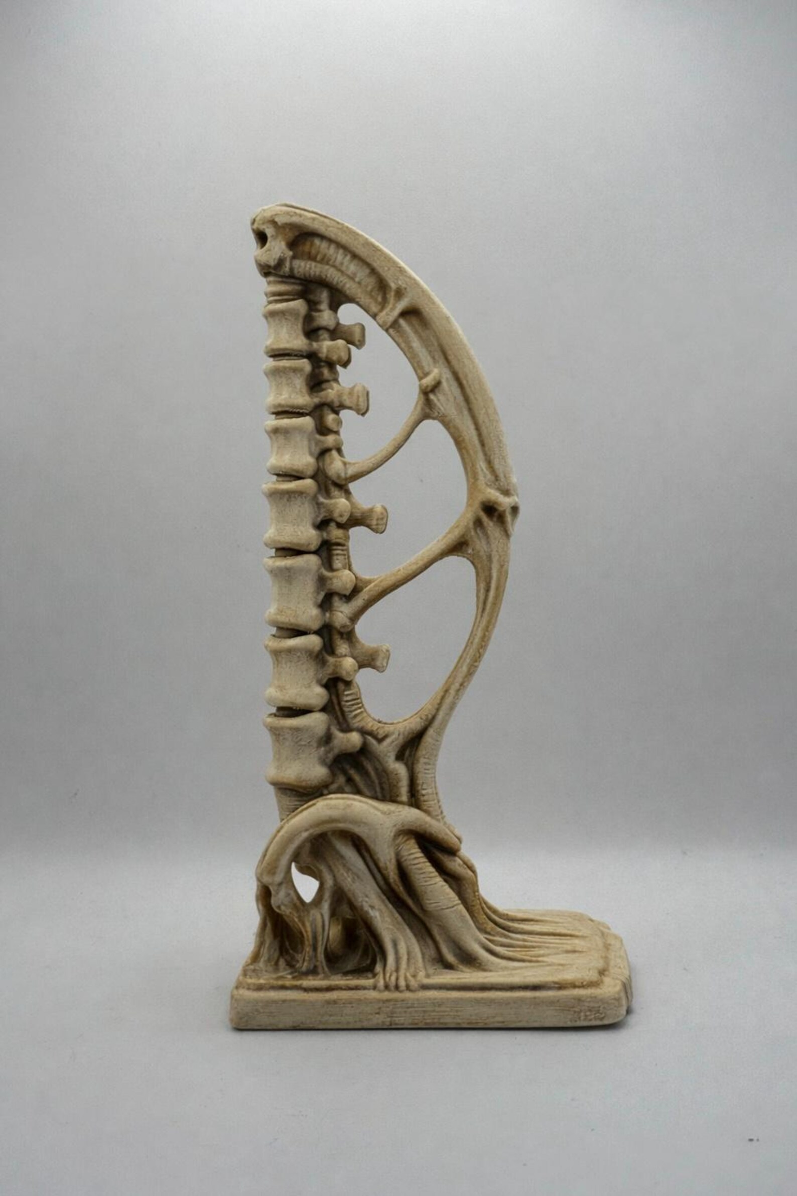 Spine Bookend, Anatomical Vertebra Book Holder thumbnail 2
