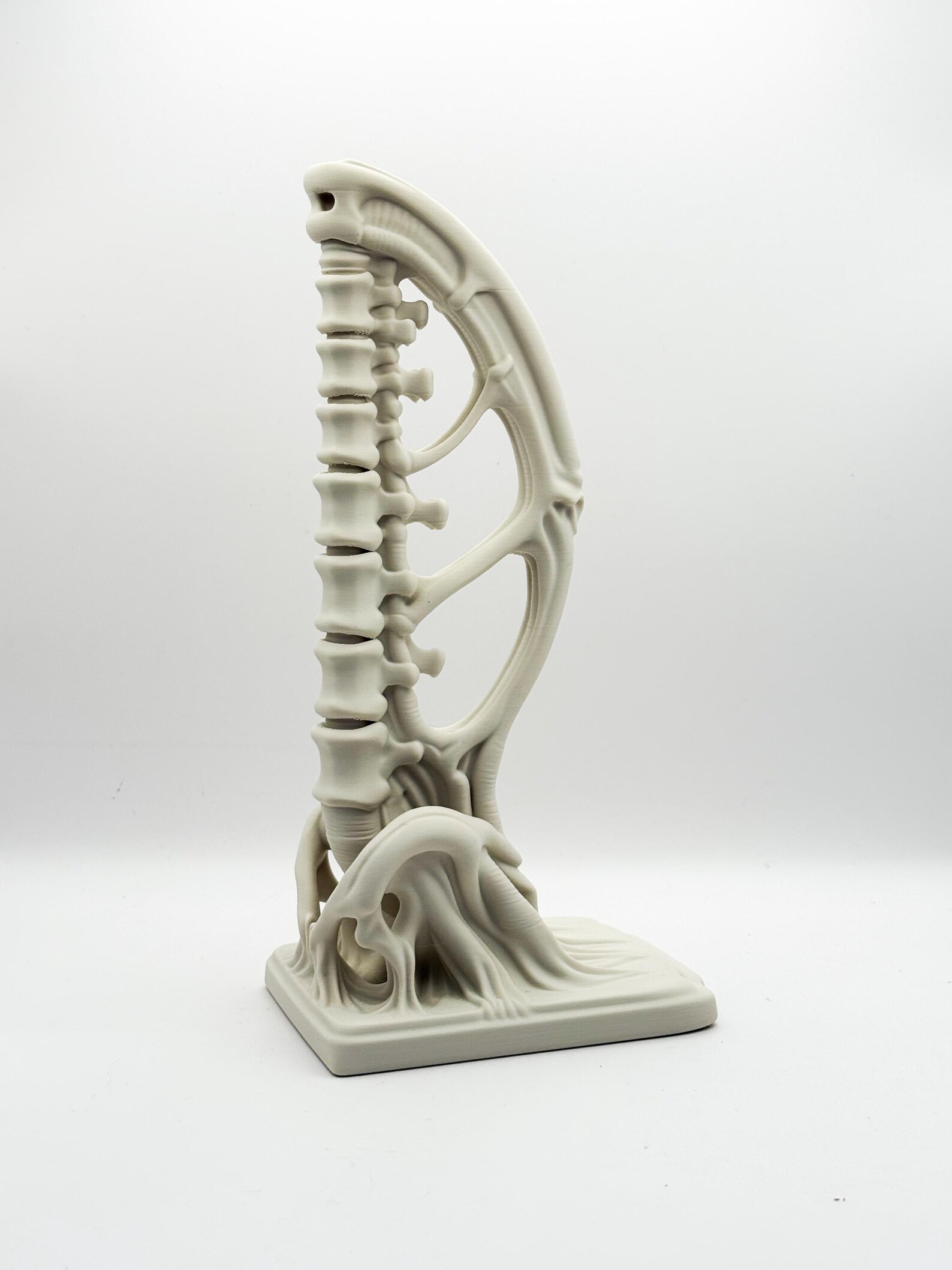 Spine Bookend, Anatomical Vertebra Book Holder thumbnail 4