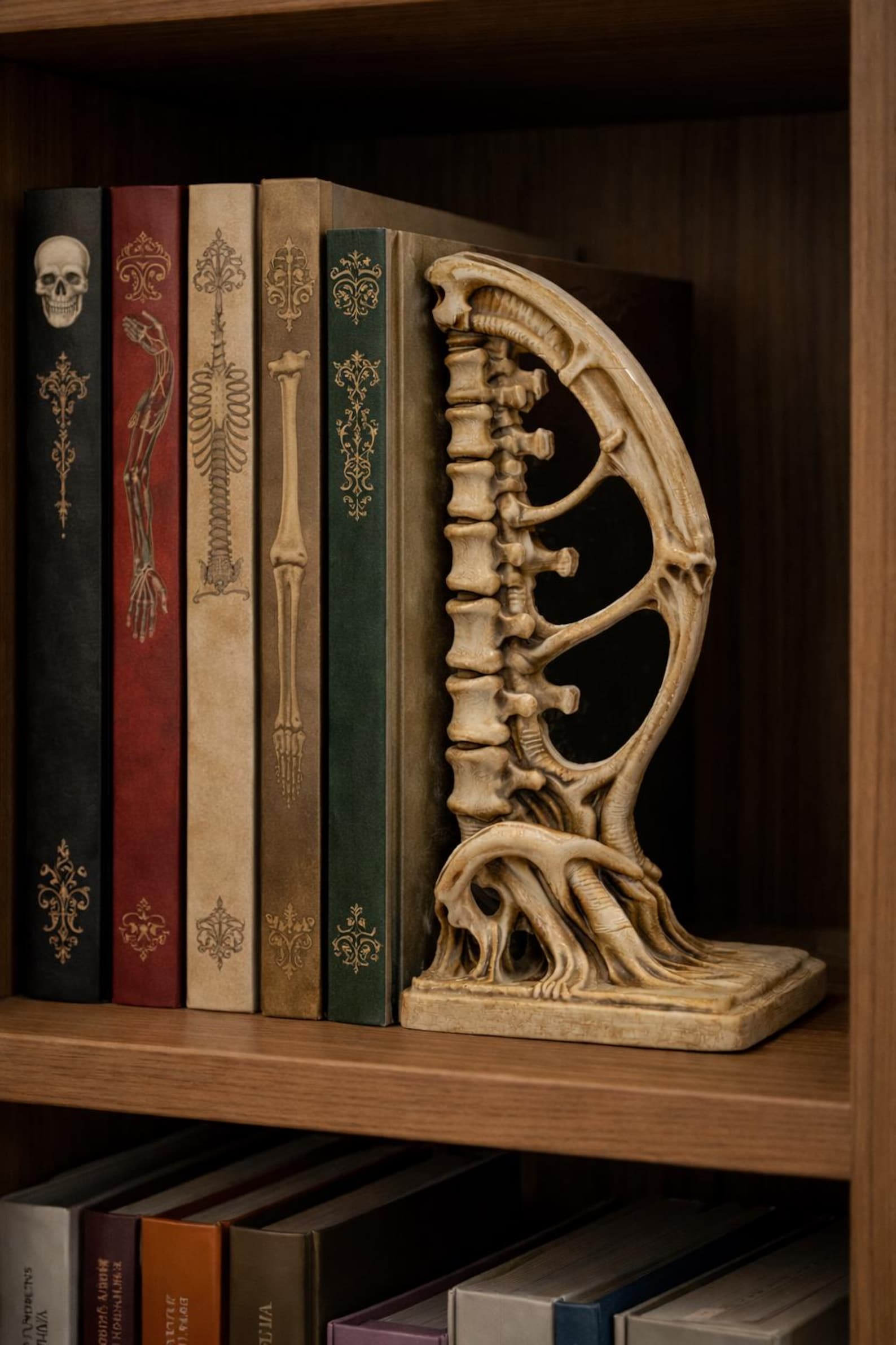 Spine Bookend, Anatomical Vertebra Book Holder thumbnail 3