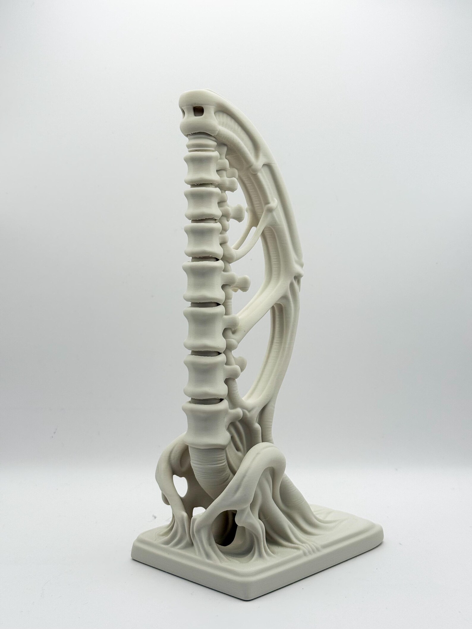 Spine Bookend, Anatomical Vertebra Book Holder thumbnail 5