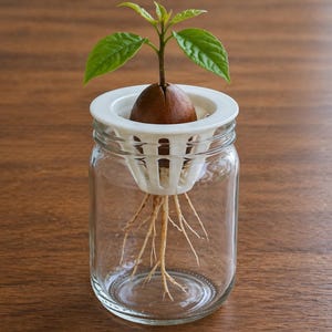 Peut inclure: Un bocal en verre transparent contenant un noyau d'avocat enraciné. La graine est maintenue dans un support en plastique blanc, avec une petite plante verte qui pousse vers le haut. Le bocal est posé sur une surface en bois.