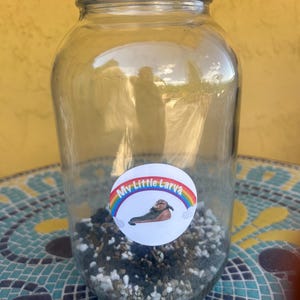 May include: A clear glass jar with a white lid containing a layer of dark soil and white perlite at the bottom. A circular sticker is attached to the front of the jar featuring a rainbow, the text My Little Larva, and a small brown larva illustration.