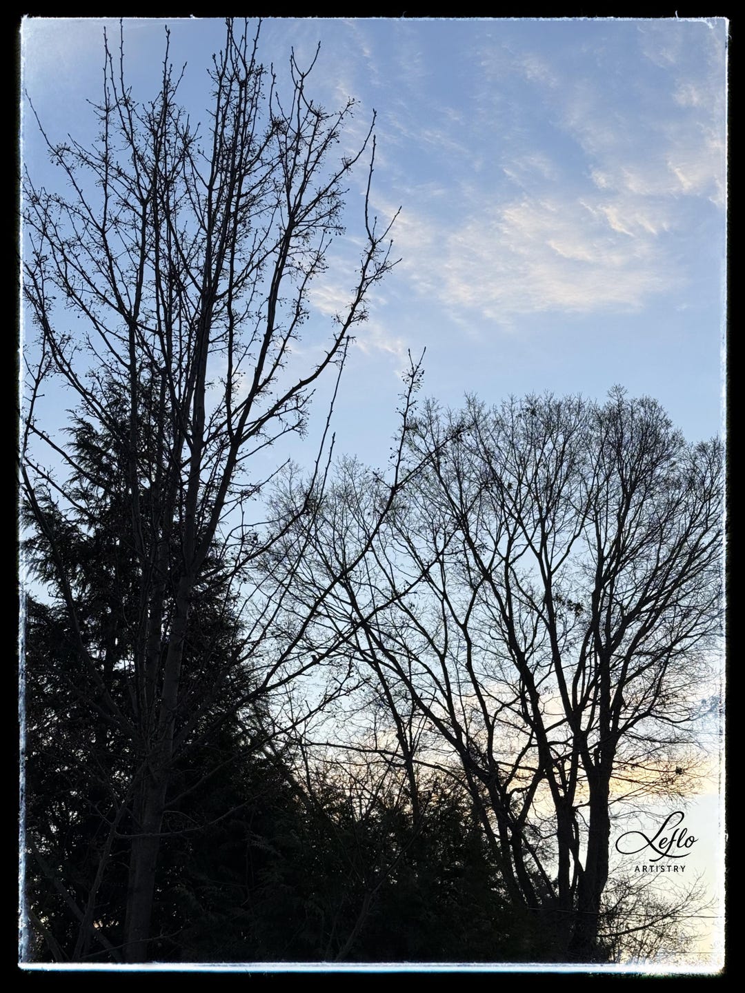 Third Tree The Third Tree | the Four Trees Series | Color Winter Tree Photography ...