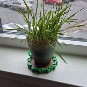 Peut inclure: Une plante en pot avec de l'herbe verte vive sur un rebord de fenêtre. Le pot vert foncé repose sur un dessous de plat décoratif marron et vert. L'arrière-plan montre un parking et des bâtiments.