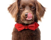 Renegade red Martini Bowtie collar de cuero perro