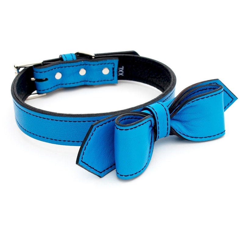 May include: A bright blue leather dog collar with a matching bow tie. The collar has black stitching detail and a silver buckle.