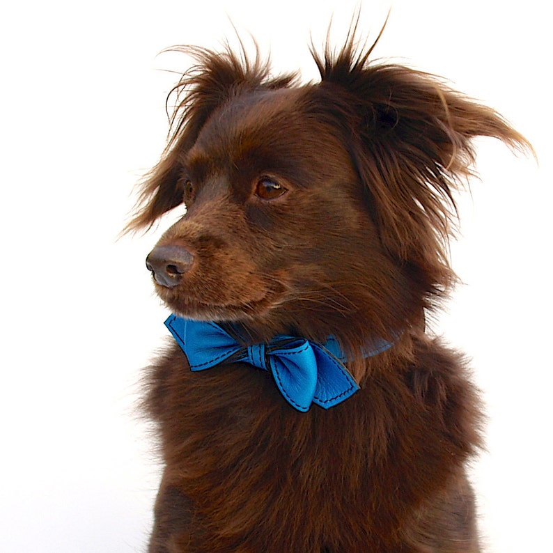 May include: A brown dog with fluffy fur wearing a blue bow tie. The dog is looking to the left of the frame.