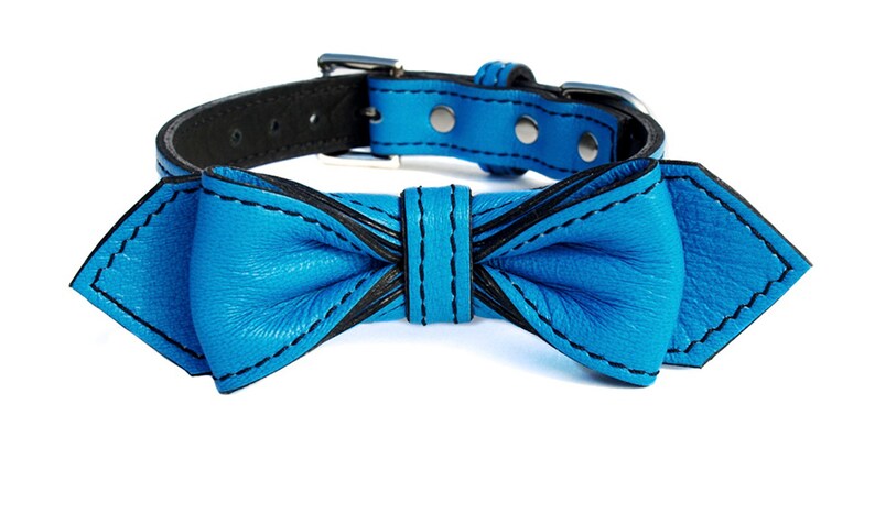 May include: A blue leather dog collar with a matching blue leather bow tie.