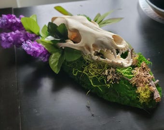 Purple Flower and Moss Real Coyote Skull Table Art or Wall Hanging
