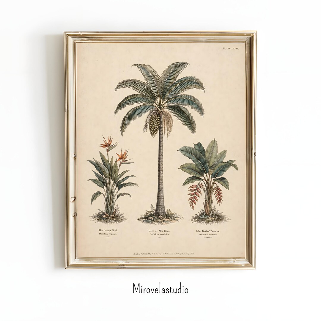 Wall Art Vintage Tropical Botanical Print, Palm Tree Bird of Paradise ...