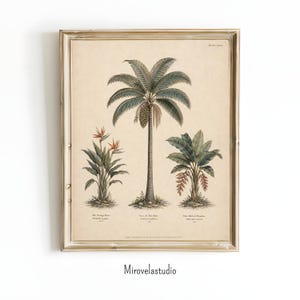 Puede incluir: Una lámina botánica enmarcada sobre un fondo crema que muestra tres plantas distintas: una ave del paraíso a la izquierda, una palmera alta en el centro con un racimo de frutos y una falsa ave del paraíso a la derecha. Debajo de cada planta hay etiquetas de texto.