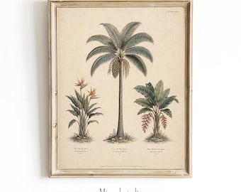 Könnte beinhalten: Ein gerahmter botanischer Druck auf cremefarbenem Hintergrund mit drei verschiedenen Pflanzen: eine Paradiesvogelblume links, eine hohe Palme in der Mitte mit einer Fruchtgruppe und eine Falsche Paradiesvogelblume rechts. Unter jeder Pflanze befinden sich Textbeschriftungen.
