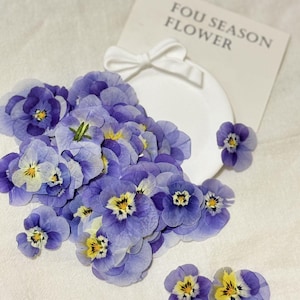12pcs alto tricolore pressé séché fleurs séchées alto tricolore fleurs papillon séchées fournitures d'artisanat