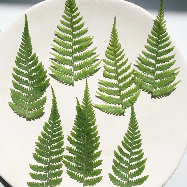 12pcs Pressed Dried Lady Fern Leaves Pressed Fern Leaf Real Pressed Leaf Wedding Craft Supplies