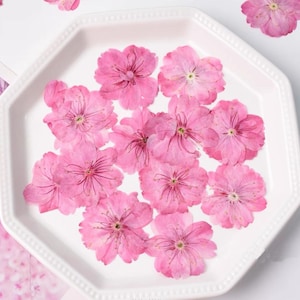 12pcs Dried Pressed Flowers Dried Sakura Flowers Pressed  Sakura Blossom Real Dried Flowers Craft Supplies