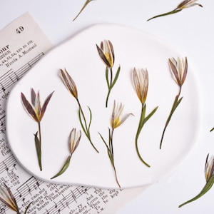 12pçs flores secas prensadas de lírio prensado flores secas folhas prensadas suprimentos de artesanato