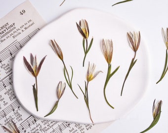 12pcs Pressed Dried Lily Pressed Flowers Dried Flowers Pressed Leaf Craft Supplies