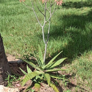 May include: An aloe vera plant with a tall, slender, light gray stalk extending upward, topped with a cluster of small, tubular, salmon-pink flowers. The base consists of thick, pointed, green succulent leaves with white spots and serrated edges.