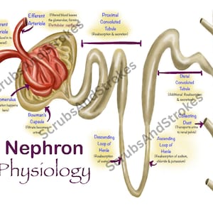 May include: Anatomy diagram of a nephron, the functional unit of the kidney. The illustration shows the glomerulus, Bowman's capsule, and tubules, with labels indicating blood flow and filtration processes. The title "Nephron Physiology" is at the bottom.