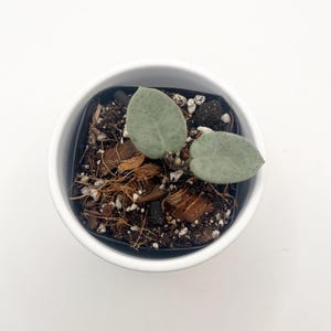 Hoya Mathilde Grey Fairy - exakt växt (220)