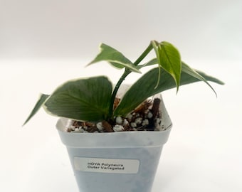 Hoya Polyneura Buitenbont - plant