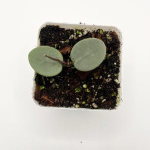 Può includere: Una piccola pianta in vaso con due foglie rotonde verde chiaro. La pianta è in un vaso quadrato bianco riempito di terra scura e piccoli pezzi di fibra di cocco. Le foglie sono di un colore verde tenue e smorzato.