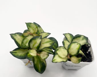 Pianta Hoya Lacunosa Tricolore Bruno