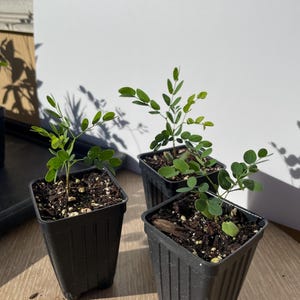 May include: Three small plants in black square pots. Each pot contains dark soil and a young plant with small, round green leaves. The plants are positioned on a light-colored wooden surface, with a white background.
