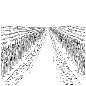 May include: Black and white line drawing of a wheat field with a path leading towards the horizon. The wheat is drawn in rows on either side of the path, with detailed depictions of the wheat stalks.