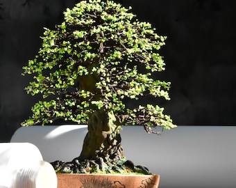 Handgemaakte miniatuur bonsaiboom van aluminiumdraad, kantoordecoratie, mini kunstmatige zenboom, minimalistische woondecoratie, uniek cadeau-idee