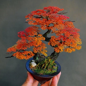 Op de afbeelding: Een miniatuur bonsai boom met levendige oranje en rode bladeren. De stam van de boom is donkerbruin en staat in een donkerblauwe pot met groen mos en een kleine steen. De bonsai is een decoratief item.