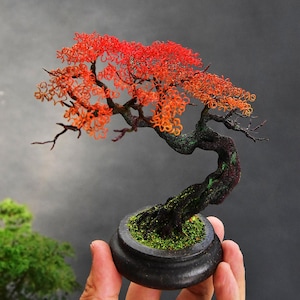 Peut inclure: Un bonsaï miniature avec un feuillage rouge et orange vif. Le tronc sombre et texturé de l'arbre est courbé, et il est planté dans un petit pot rond noir rempli de mousse verte. Le bonsaï est tenu dans une main sur fond gris.